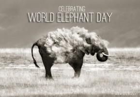 World Elephant Day,Elephant Day 2015,Elephant Day,World Elephant Day 2015,World Elephant Day quotes,World Elephant Day sms,World Elephant Day pictures