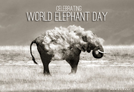 World Elephant Day 2015 World Elephant Day,Elephant Day 2015,Elephant Day,World Elephant Day 2015,World Elephant Day quotes,World Elephant Day sms,World Elephant Day pictures