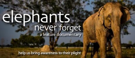 World Elephant Day,Elephant Day 2015,Elephant Day,World Elephant Day 2015,World Elephant Day quotes,World Elephant Day sms,World Elephant Day pictures