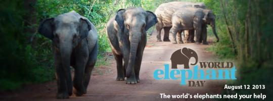 World Elephant Day,Elephant Day 2015,Elephant Day,World Elephant Day 2015,World Elephant Day quotes,World Elephant Day sms,World Elephant Day pictures