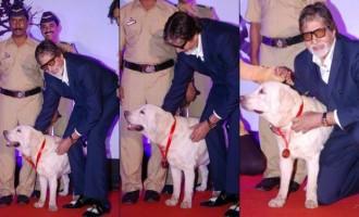 Celebs and Their Pets,Celebs with Pets,pet animals,Celebs and Their Pets Photos,Celebs and Their Pets pictures,Celebs and Their Pets images,Celebs and Their Pets stills,Celebrity Pets,Celeb's Best Friend,Celebrities With Their Pets