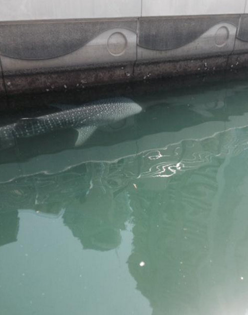 Pictures of a whale shark, which was spotted by several passers-by near Dubai Marina on Thursday afternoon has gone viral. Whale shark spotted in Dubai,Shark spotted in Dubai,Whale shark,Dubai Marina,Shark,Shark in Dubai,viral photos