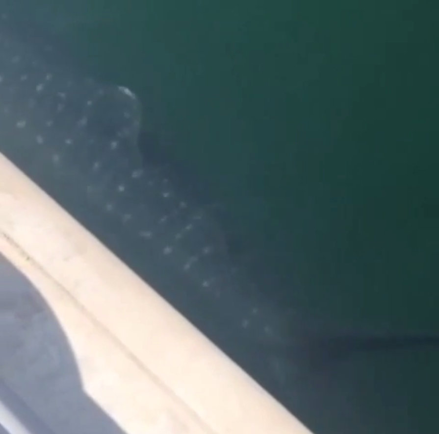 Pictures of a whale shark, which was spotted by several passers-by near Dubai Marina on Thursday afternoon has gone viral. Whale shark spotted in Dubai,Shark spotted in Dubai,Whale shark,Dubai Marina,Shark,Shark in Dubai,viral photos
