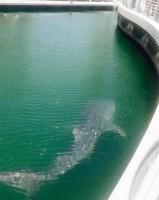 Whale shark spotted in Dubai,Shark spotted in Dubai,Whale shark,Dubai Marina,Shark,Shark in Dubai,viral photos