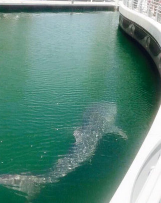 Pictures of a whale shark, which was spotted by several passers-by near Dubai Marina on Thursday afternoon has gone viral. Whale shark spotted in Dubai,Shark spotted in Dubai,Whale shark,Dubai Marina,Shark,Shark in Dubai,viral photos