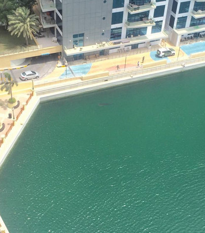 Pictures of a whale shark, which was spotted by several passers-by near Dubai Marina on Thursday afternoon has gone viral. Whale shark spotted in Dubai,Shark spotted in Dubai,Whale shark,Dubai Marina,Shark,Shark in Dubai,viral photos