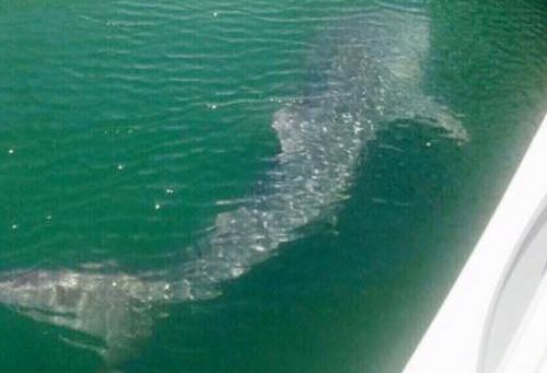 Pictures of a whale shark, which was spotted by several passers-by near Dubai Marina on Thursday afternoon has gone viral. Whale shark spotted in Dubai,Shark spotted in Dubai,Whale shark,Dubai Marina,Shark,Shark in Dubai,viral photos