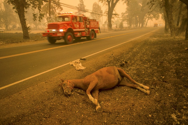 A Northern California wildfire ranked as the most destructive to hit the drought-stricken U.S. West this year has killed a woman and burned some 400 homes to the ground, fire officials said on Monday and they expect the property toll to climb. California Wildfire,Northern California wildfire,wildfire,Hundreds of houses go up in flames,houses go up in flames