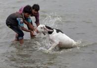 Muslims around the world prepare their cattle for sacrifice.