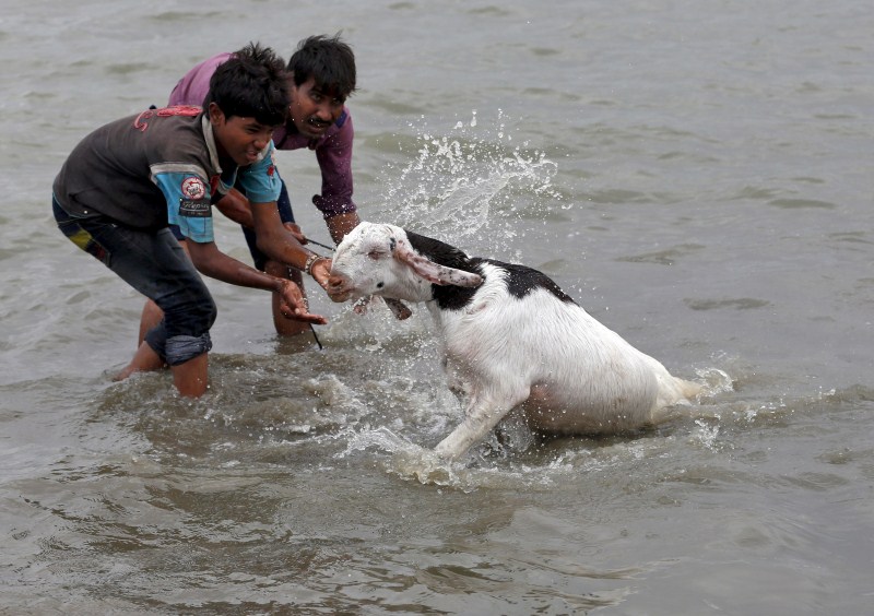 Muslims around the world prepare their cattle for sacrifice. Bakra Eid,Bakra Eid 2015,Bakra Eid festival,Happy Bakra Eid,Muslims celebrates Bakra Eid,Eid al-Adha,Eid al-Adha 2015