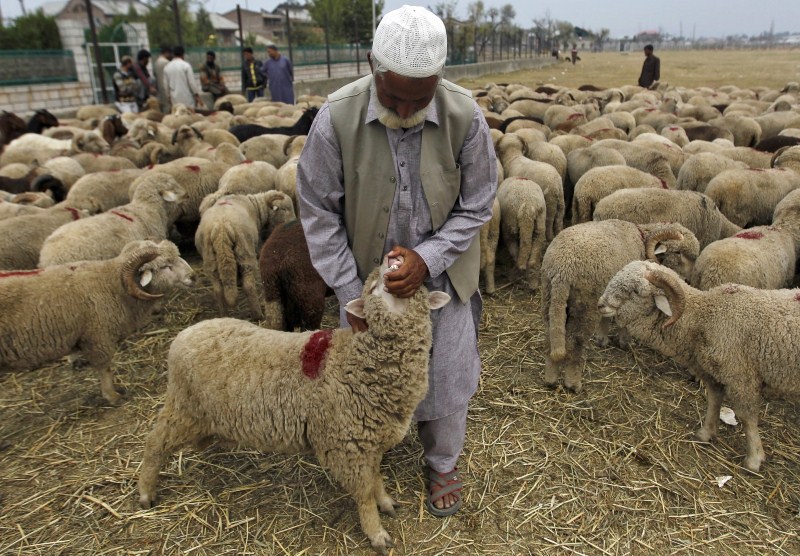 Muslims around the world prepare their cattle for sacrifice. Bakra Eid,Bakra Eid 2015,Bakra Eid festival,Happy Bakra Eid,Muslims celebrates Bakra Eid,Eid al-Adha,Eid al-Adha 2015
