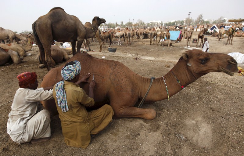 Muslims around the world prepare their cattle for sacrifice. Bakra Eid,Bakra Eid 2015,Bakra Eid festival,Happy Bakra Eid,Muslims celebrates Bakra Eid,Eid al-Adha,Eid al-Adha 2015