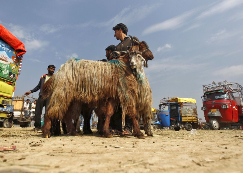 Muslims around the world prepare their cattle for sacrifice. Bakra Eid,Bakra Eid 2015,Bakra Eid festival,Happy Bakra Eid,Muslims celebrates Bakra Eid,Eid al-Adha,Eid al-Adha 2015
