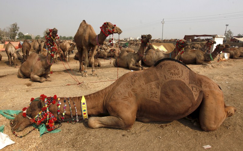 Muslims around the world prepare their cattle for sacrifice. Bakra Eid,Bakra Eid 2015,Bakra Eid festival,Happy Bakra Eid,Muslims celebrates Bakra Eid,Eid al-Adha,Eid al-Adha 2015