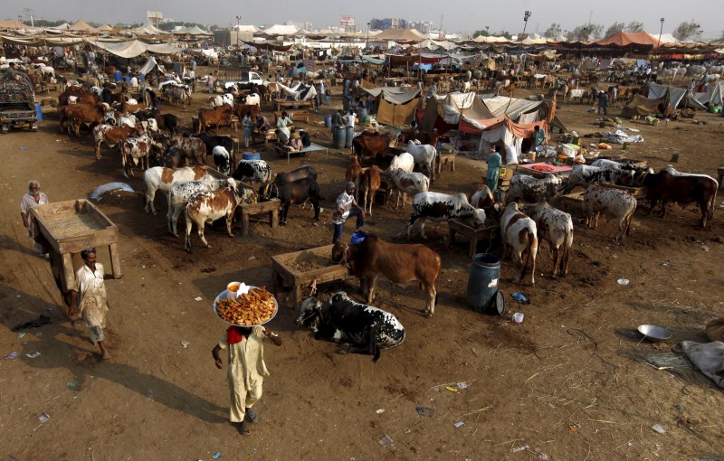 Muslims around the world prepare their cattle for sacrifice. Bakra Eid,Bakra Eid 2015,Bakra Eid festival,Happy Bakra Eid,Muslims celebrates Bakra Eid,Eid al-Adha,Eid al-Adha 2015