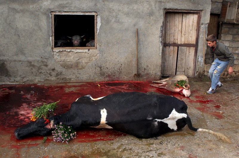 Muslims across the world celebrate Eid al-Adha, which marks the end of the annual hajj pilgrimage. On this festival of sacrifice, they slaughter goats, sheep, cows and camels in commemoration of the Prophet Abraham's readiness to sacrifice his son to show obedience to Allah. Eid al-Adha,Eid al-Adha 2015,Bakri Eid,Bakri Eid 2015,Bakrid,Bakri Eid celebration,Muslims sacrifice cattle,animal sacrifice,Muslims,Festival of Sacrifice