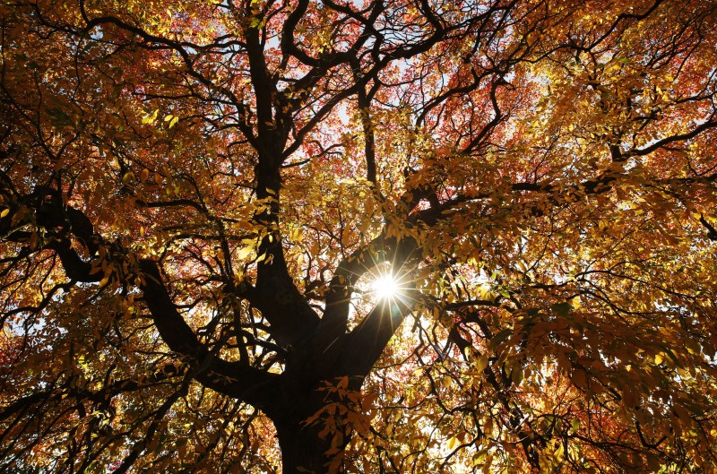 Call it autumn or fall, the change of season is with us. And a riot of colour comes with it. Here are some beautiful pics. Autumn Beauty,Autumn Beauty 2015,Autumn Beauty wallpaper,Autumn Beauty quotes,wallpaper,beautiful pics,photography