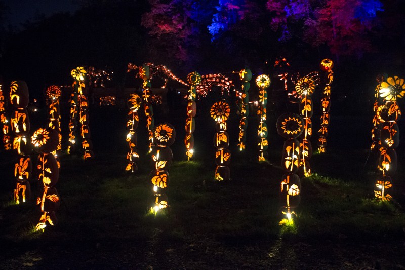The annual Great Jack O' Lantern Blaze in New York showcases over 7,000 hand carved illuminated Jack O' Lanterns. Great Jack O' Lantern Blaze,Great Jack O' Lantern Blaze 2015,Jack O' Lanterns,Jack O' Lanterns 2015,The great pumpkin,The great pumpkin show,pumpkin show,pumpkin show 2015
