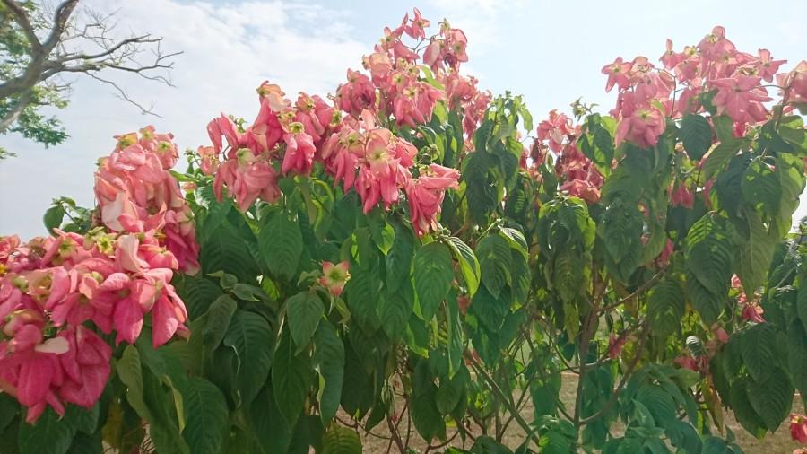 Here are sample photos taken using Sony Xperia Z5 Dual. Details of each photo will explain everything you are looking for in the Xperia Z5’s camera. Sony Xperia Z5 camera review,Sony Xperia Z5 review,Sony Xperia Z5 sample images,shot on Sony Xperia Z5,photos shot on Sony Xperia Z5,Sony Xperia Z5 dual camera shots,Sony Xperia Z5 camera