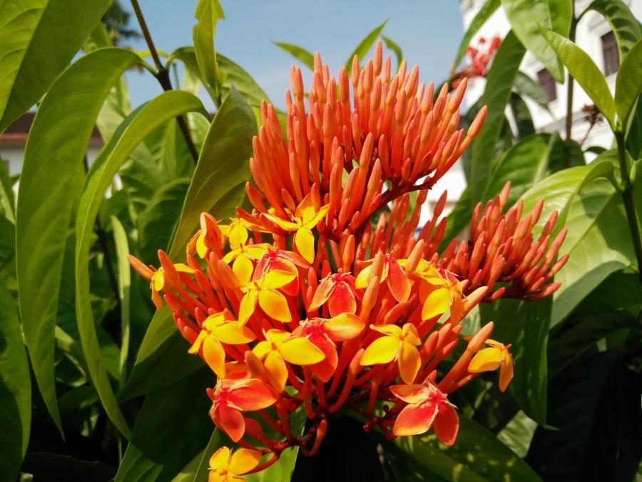 OnePlus X offers an impressive camera, featuring a 13MP rear-facing sensor with f/2.2 aperture with ISOCELL technology for sharp images and true colours and an 8MP front snapper with f/2.4 aperture. Here are sample images shot on OnePlus X. OnePLus X review,OnePLus X camera review,OnePLus X camera,OnePLus X samples,OnePLus X photo samples,shot on OnePLus X,OnePLus X photos,is OnePLus X camera good,should i buy OnePLus X,OnePLus X camera quality,OnePLus X best images
