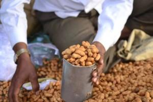 Kadalekai Parishe,Kadalekai Parishe 2015,groundnut festival,Dodda Ganesha temple,Bull Temple,Basavanagudi,Bangalore festival