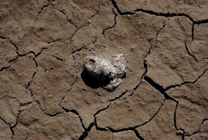 Lake Poopo, Bolivia’s formerly second largest lake after the famed Titicaca, has dried up completely. With the water gone, millions of animals have died. In turn, the local families are forced to migrate, having lost much of their sustenance. Bolivia's Lake Poopo,Lake Poopo dries up,Lake Poopo,Titicaca,second largest lake
