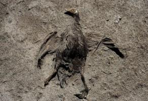 Bolivia's Lake Poopo,Lake Poopo dries up,Lake Poopo,Titicaca,second largest lake
