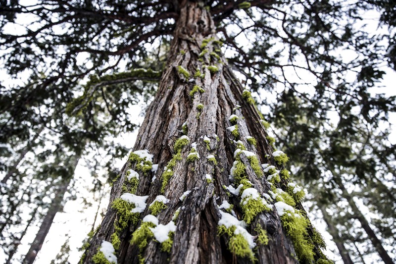 Snow in California, green hills at Europe's ski resorts, and more unusual winter weather around the world. Wild winter weather,Wild winter weather around the world,winter around the world,Snow in California,green hills at Europe,unusual winter weather