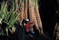 Makar Sankranti is a harvest festival celebrated in India shows the arrival of spring.