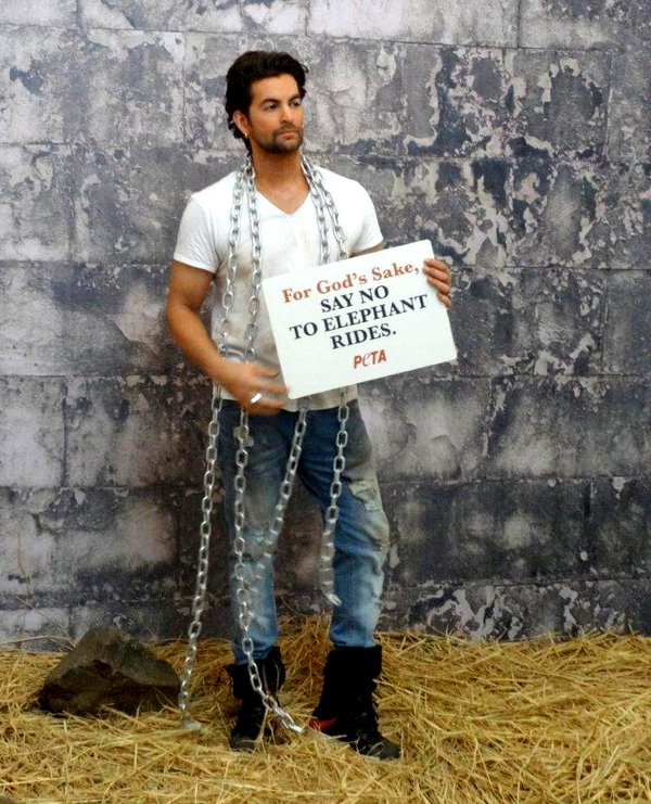 Actor Neil Nitin Mukesh has drawn attention towards the plight of abused elephants, which are used for tourist joyrides. Neil Nitin Mukesh,Neil Nitin Mukesh peta,PETA,Neil Nitin Mukesh Peta campaign,Elephants Used for Joy Rides Are Abused,Elephants