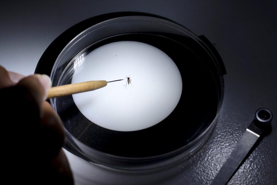 The mosquito-borne Zika virus, which is suspected of causing brain damage to babies in Brazil, is expected to spread to all countries in the Americas except for Canada and Chile, according to the WHO. Fighting against Zika virus,Zika virus,mosquito-borne Zika virus,brain damage,Amid Zika Virus Fears,Amid Zika Virus,Zika Virus Fears,Zika virus abnormal infants,dengue,chikungunya,Zika virus in Managua