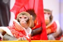 Monkey to perform during the Chinese New Year 2016.
