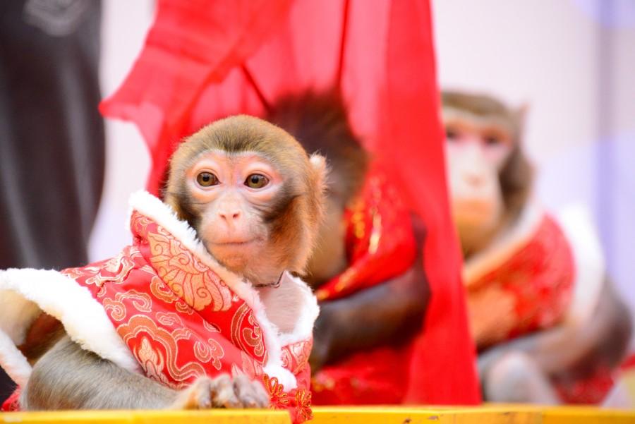 Monkey to perform during the Chinese New Year 2016. Chinese New Year 2016,Chinese New Year,New Year 2016,Monkey,Chinese New Year of the Monkey,Year of the Monkey 2016