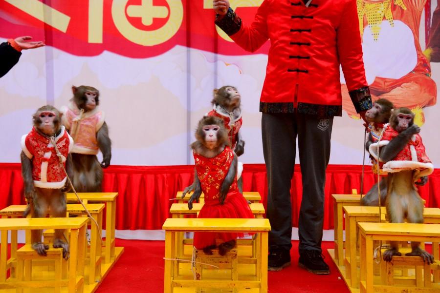 Monkey to perform during the Chinese New Year 2016. Chinese New Year 2016,Chinese New Year,New Year 2016,Monkey,Chinese New Year of the Monkey,Year of the Monkey 2016