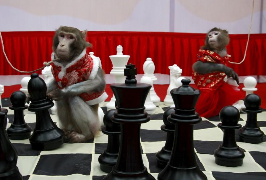 Monkey to perform during the Chinese New Year 2016. Chinese New Year 2016,Chinese New Year,New Year 2016,Monkey,Chinese New Year of the Monkey,Year of the Monkey 2016