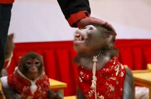 Chinese New Year 2016,Chinese New Year,New Year 2016,Monkey,Chinese New Year of the Monkey,Year of the Monkey 2016