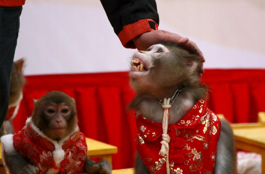 Monkey to perform during the Chinese New Year 2016. Chinese New Year 2016,Chinese New Year,New Year 2016,Monkey,Chinese New Year of the Monkey,Year of the Monkey 2016