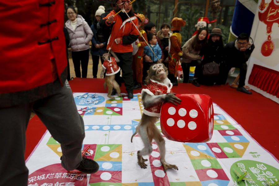 Monkey to perform during the Chinese New Year 2016. Chinese New Year 2016,Chinese New Year,New Year 2016,Monkey,Chinese New Year of the Monkey,Year of the Monkey 2016