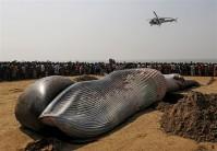 People gather around the carcass of a dead whale on a beach along the Arabian Sea in Mumbai.