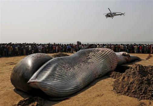 People gather around the carcass of a dead whale on a beach along the Arabian Sea in Mumbai.