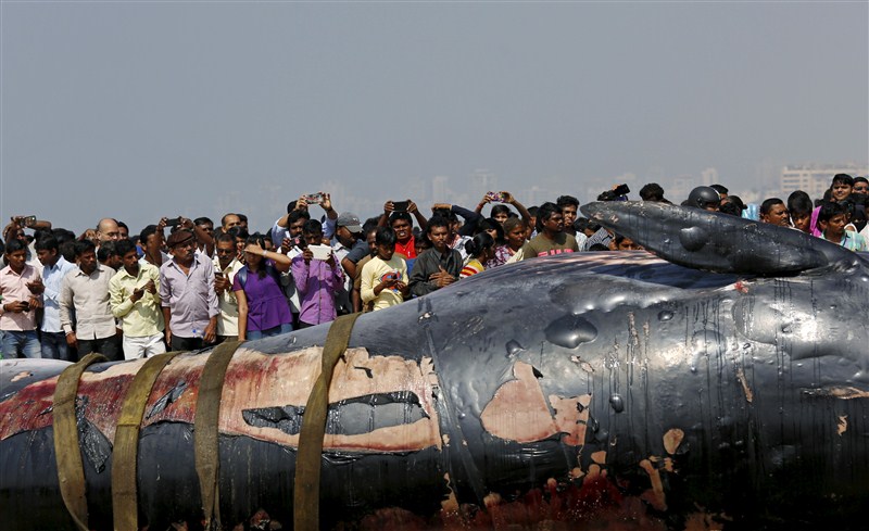 People gather around the carcass of a dead whale on a beach along the Arabian Sea in Mumbai. Gigantic Bryde's whale,dead whale washed ashore,dead whale in juhu beach,bryde whale dead in mumbai,dead whale in maharashtra,dead whale,Gigantic whale