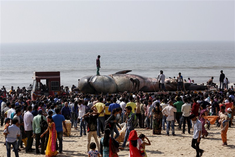 People gather around the carcass of a dead whale on a beach along the Arabian Sea in Mumbai. Gigantic Bryde's whale,dead whale washed ashore,dead whale in juhu beach,bryde whale dead in mumbai,dead whale in maharashtra,dead whale,Gigantic whale