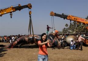 Gigantic Bryde's whale,dead whale washed ashore,dead whale in juhu beach,bryde whale dead in mumbai,dead whale in maharashtra,dead whale,Gigantic whale