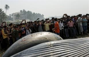Gigantic Bryde's whale,dead whale washed ashore,dead whale in juhu beach,bryde whale dead in mumbai,dead whale in maharashtra,dead whale,Gigantic whale
