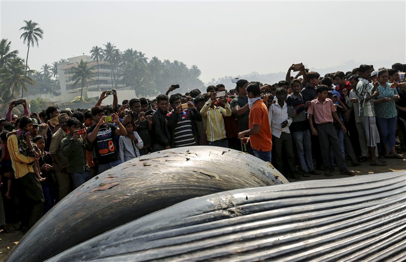 People gather around the carcass of a dead whale on a beach along the Arabian Sea in Mumbai. Gigantic Bryde's whale,dead whale washed ashore,dead whale in juhu beach,bryde whale dead in mumbai,dead whale in maharashtra,dead whale,Gigantic whale