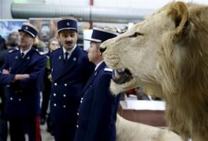 French customs seize stuffed animals,French customs seize animals,Lions,leopards seized,Lions,leopards seized in French,Museum of Natural History,Lions,leopards,French customs