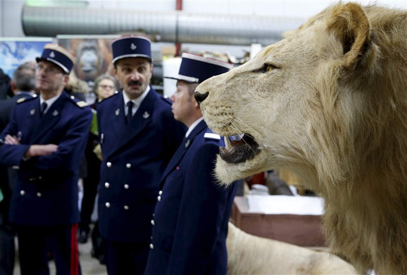 French customs, who seized seven stuffed animals including leopards and lions in 2015. French customs seize stuffed animals,French customs seize animals,Lions,leopards seized,Lions,leopards seized in French,Museum of Natural History,Lions,leopards,French customs
