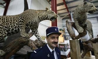 French customs seize stuffed animals,French customs seize animals,Lions,leopards seized,Lions,leopards seized in French,Museum of Natural History,Lions,leopards,French customs