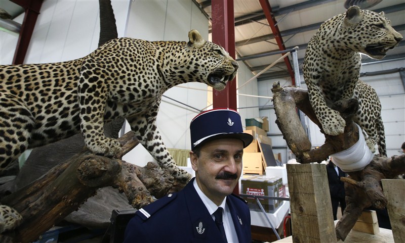 French customs, who seized seven stuffed animals including leopards and lions in 2015. French customs seize stuffed animals,French customs seize animals,Lions,leopards seized,Lions,leopards seized in French,Museum of Natural History,Lions,leopards,French customs