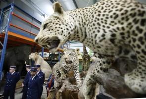 French customs seize stuffed animals,French customs seize animals,Lions,leopards seized,Lions,leopards seized in French,Museum of Natural History,Lions,leopards,French customs